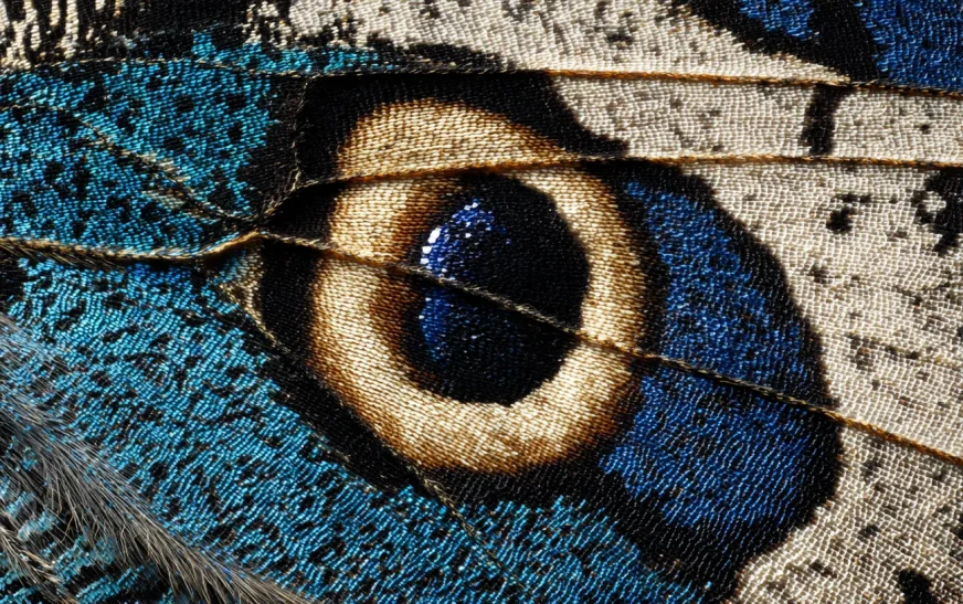 Метелики Lycaenidae створили фальшиву голову для захисту від хижаків