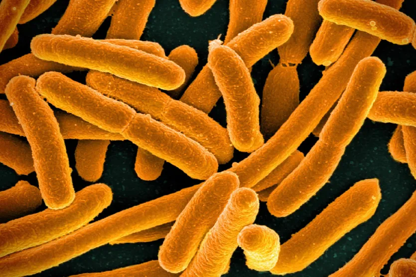 Учёные создали синтетическую Escherichia coli с минимальным геномом Syn57