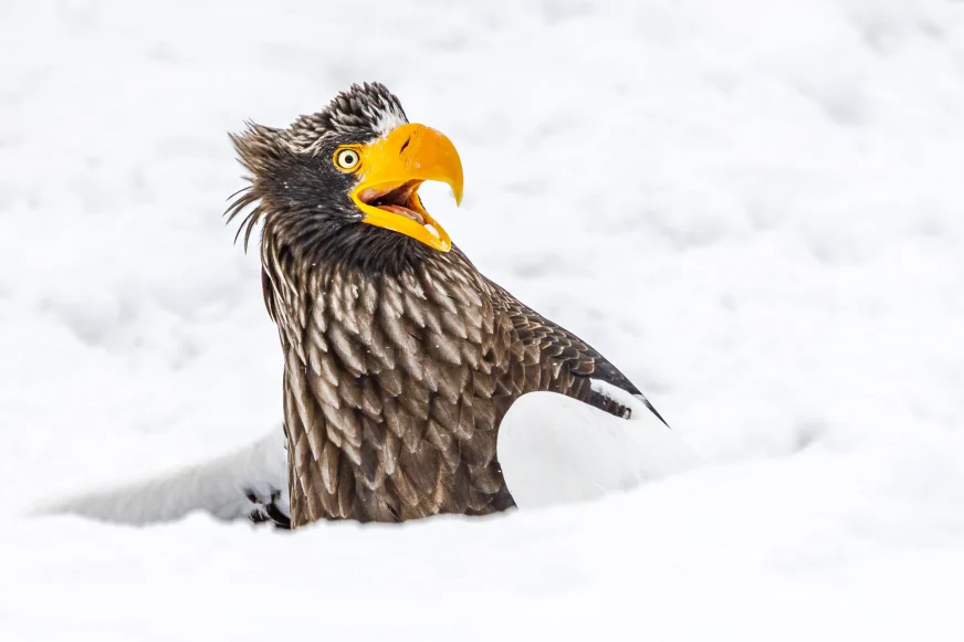 Финалисты Nikon Comedy Wildlife Awards 2025: самые смешные фотографии дикой природы