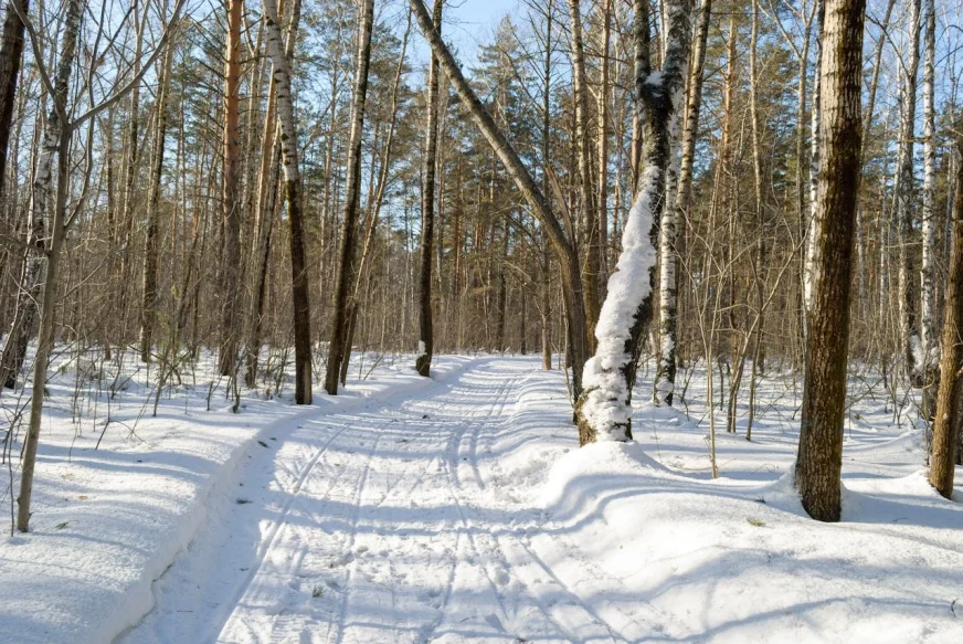 Сімплокарпус смердючий: растение, которое зимой нагревается до +35°C