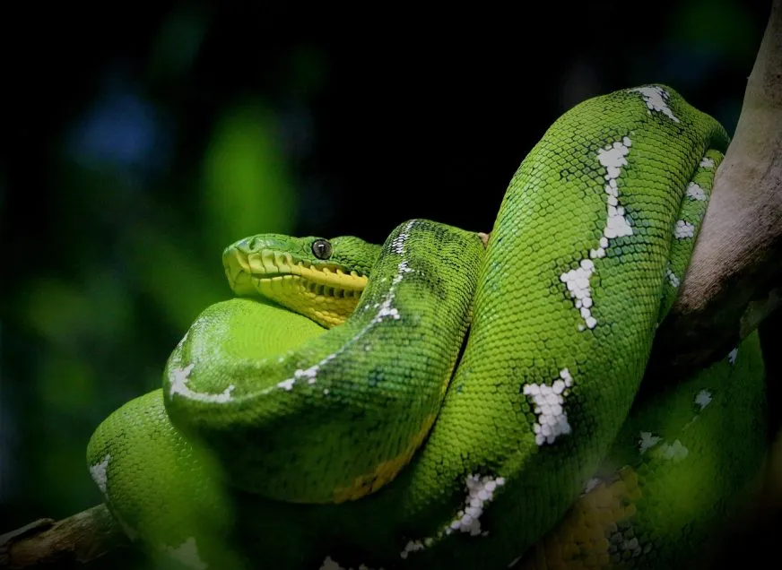 Чи ще варто вчити Python у 2026: статистика вакансій