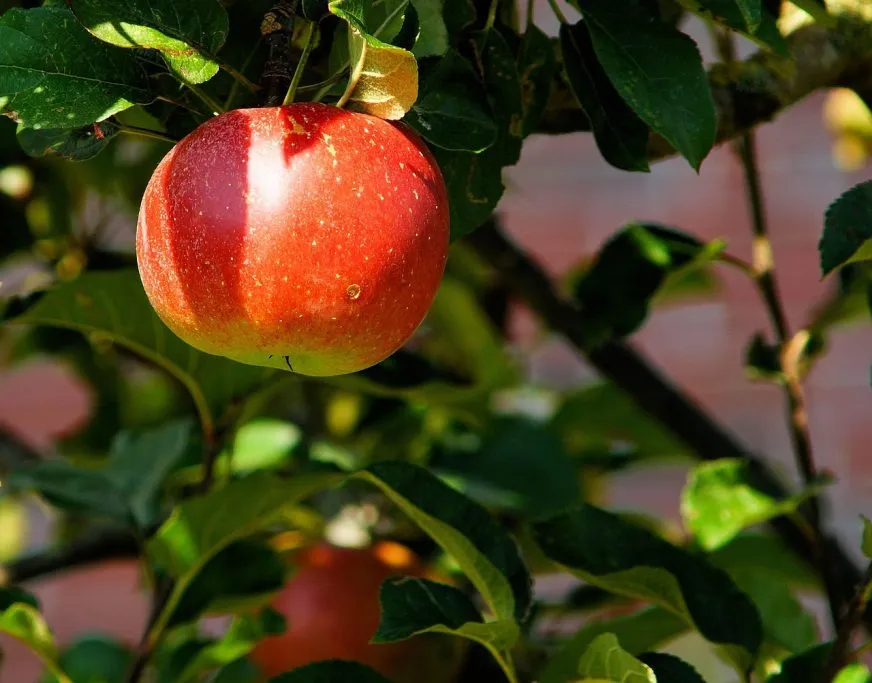 Apple WWDC 2026: що показали і що означає для України